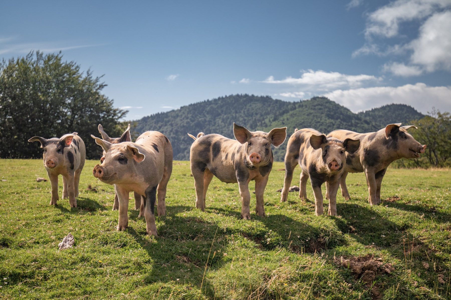 8 Pig Diseases the Small Producer Should Know